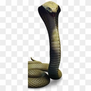 Click To Preview - King Cobra, HD Png Download