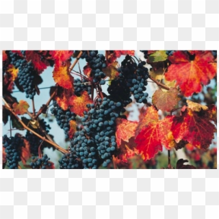 Blackhawk Winery And Vineyard - Seedless Fruit, HD Png Download