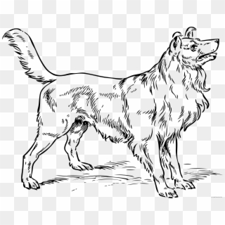 Collie Dog Clipart - Collie Dog Coloring Pages, HD Png Download