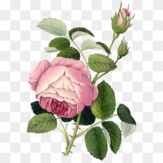 Botanical Rose Printable, HD Png Download