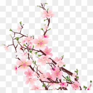 Cherry Blossom Clipart Transparent Tumblr - Cherry Transparent, HD Png Download