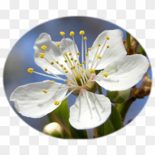 Blossom Of Mirabelle Plum - Mirabelle Plum, HD Png Download