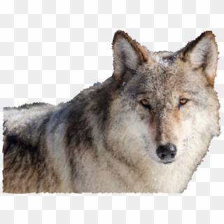 Wolves Clipart Real Wolf - Wolf Face Front, HD Png Download