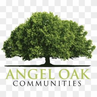 Angel Oak Communities - Mexican Pinyon, HD Png Download