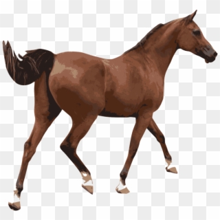 American Paint Horse Equestrian Foal Computer Icons - Caballo Clipart, HD Png Download