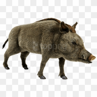 Free Png Download Wild Boar Png Pics Png Images Background - Wild Boar Png, Transparent Png