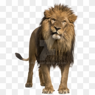 Adult On A - Panthera Leo, HD Png Download