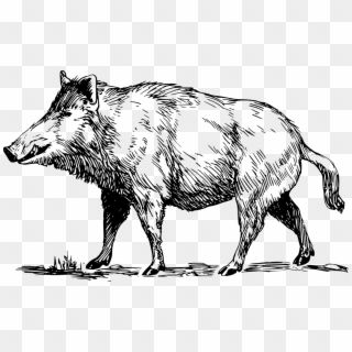 Boar, Wild, Animal, Wildlife, Tusk, Hunting, Snout - Boar Black And White Clipart, HD Png Download