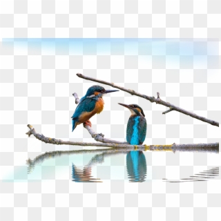 Kingfisher Long Landscape, HD Png Download