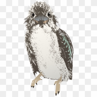 Bird Clipart Kookaburra - Screech Owl, HD Png Download