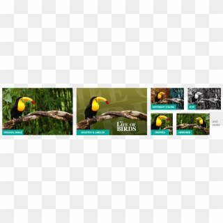 No Matter How Much Your Images Have Been Altered We'll - Toucan, HD Png Download
