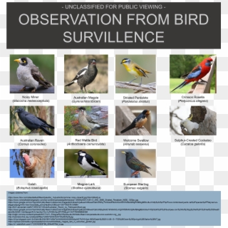 Birds - Drug Abuse Resistance Education, HD Png Download