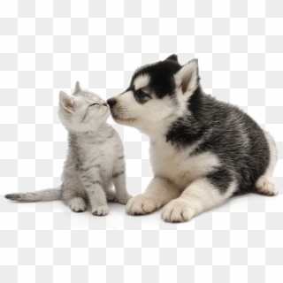 Puppy And Kitten - Cute Animals Transparent Background, HD Png Download