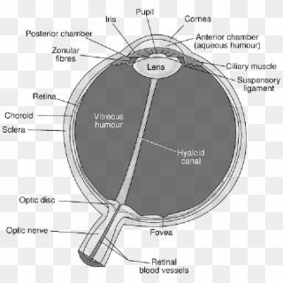 Diagram Of The Eye , Png Download - Diagram Of The Eye, Transparent Png
