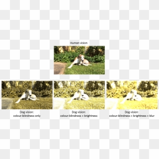 Dog Vision Of A Stationary Brindle/white Dog Outdoors - Dog Spectrum Of Vision, HD Png Download