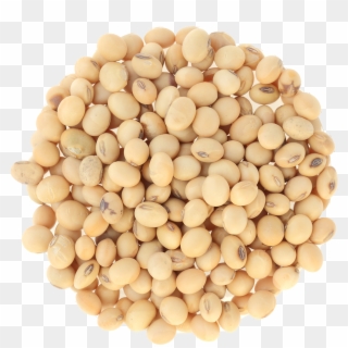 Soybean Png - Dry Soya Bean, Transparent Png