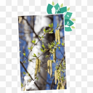 About Treevitalise Organic Birch Water - Hazel Alder, HD Png Download