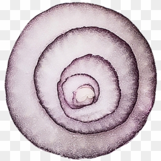 Onion - Spiral, HD Png Download