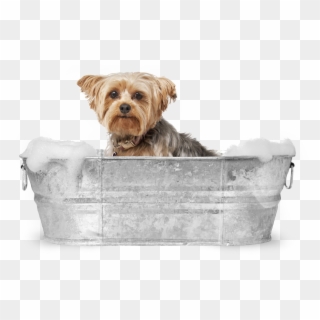 Yorkie In The Bath - Dog Grooming Stock, HD Png Download