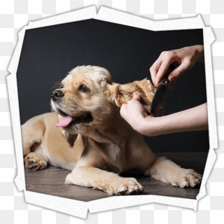 Pet Grooming Services - Docg Authentic Pet Rio De Janeiro, HD Png Download