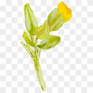 Yellow Cartoon Small Flower Watercolor Transparent - Sketch, HD Png Download