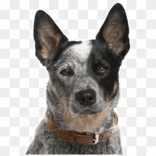 Australian Cattle Dog Puppies Dogs Search - Australian Cattle Dog Face, HD Png Download