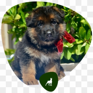 View Latest Events - Old German Shepherd Dog, HD Png Download