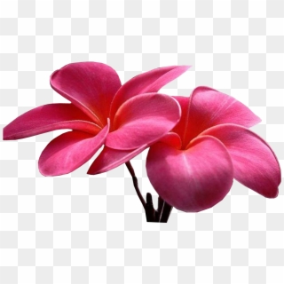 Sweet Picture Of Flower , Png Download - Flowers, Transparent Png
