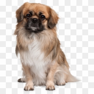 Puppy Dog Png - Small Dog Transparent Background, Png Download
