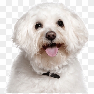 Cute Hypoallergenic Dogs - Bichon Frise Png, Transparent Png
