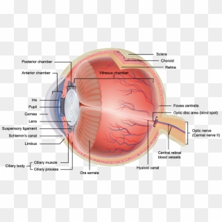The Anatomy Of The Eye Can Get Quite Complicated - Eye Layers Anatomy, HD Png Download
