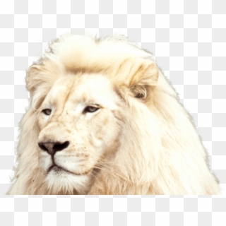 White Lion Foreground - White Lion, HD Png Download