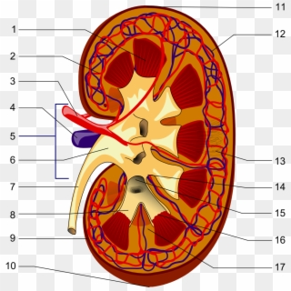 Illustration Of The Kidney Structures, HD Png Download