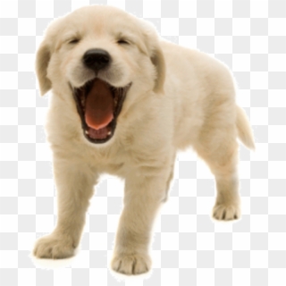 Designs Dog Png - Transparent Picture Of A Dog, Png Download