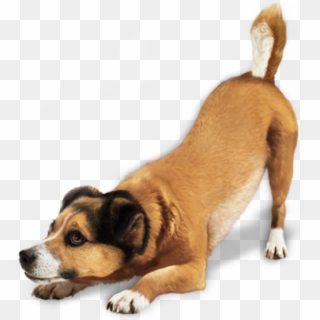 Ready For Jump Dog Png - Dog Png, Transparent Png