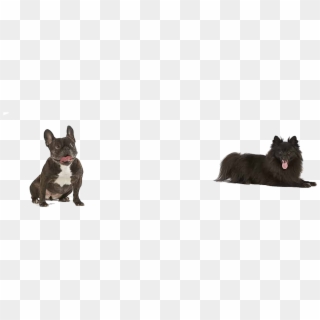 Dogs Png Free Pic - Dog, Transparent Png