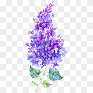 Violet Clipart Purple Lilac - Lilac Png, Transparent Png