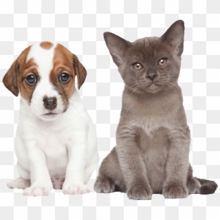 Puppy And Kitten Png - Png Kitten And Puppy, Transparent Png