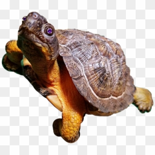 Turtle Sticker - Desert Tortoise, HD Png Download