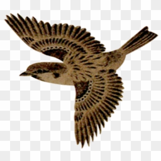 Flying Sparrow Png No Background - Sparrow Bird Fly Png, Transparent Png
