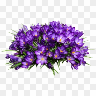 Nature Flower Crocus Isolated Spring Purple - Krokusy Grafiki, HD Png Download