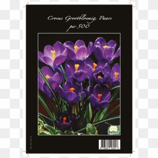 13125 Crocus Grootbloemig, Paars Per 500 - Spring Crocus, HD Png Download