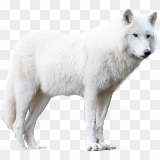 Free Png Download Wolf Png Images Background Png Images - White Wolf Png Hd, Transparent Png
