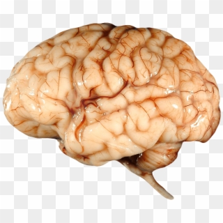 Real Brain - Human Child Brain, HD Png Download