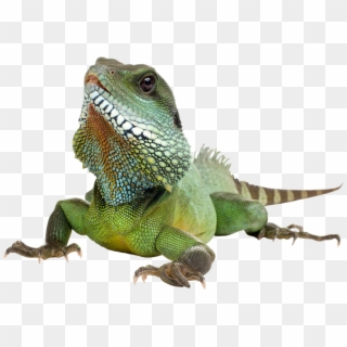 Download Lizard Png Transparent Images Transparent - Iguana Png, Png Download