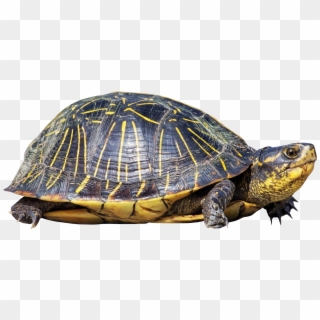 1855 X 1222 21 - Transparent Background Turtle Png, Png Download