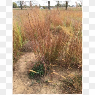 Notice The Tall Native Grasses On Either Side Of Old - Grass, HD Png Download