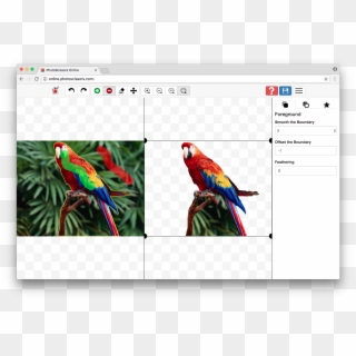 Mark Foreground And Background - Parrot, HD Png Download