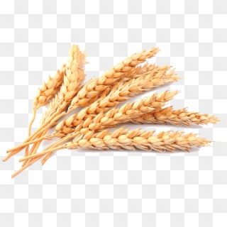 Wheat Png, Transparent Png