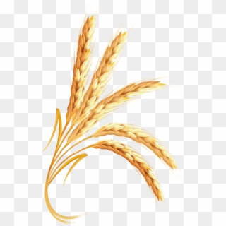 Wheat Png Images Free Download Ⓒ, Transparent Png